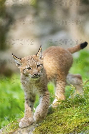 Eurasian lynx (Lynx lynx) youngster on a meadow, Bavaria, Germany