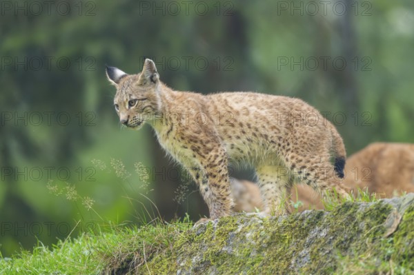 Eurasian lynx (Lynx lynx) youngster on a rock, Bavaria, Germany
