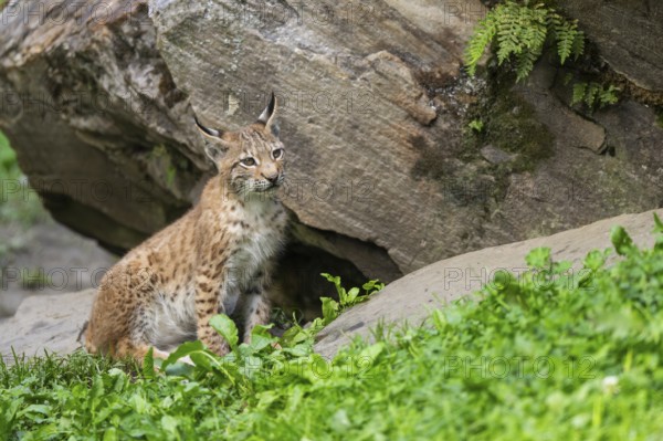 Eurasian lynx (Lynx lynx) youngster, Austria
