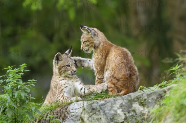 Eurasian lynx (Lynx lynx) youngsters on a rock, Bavaria, Germany