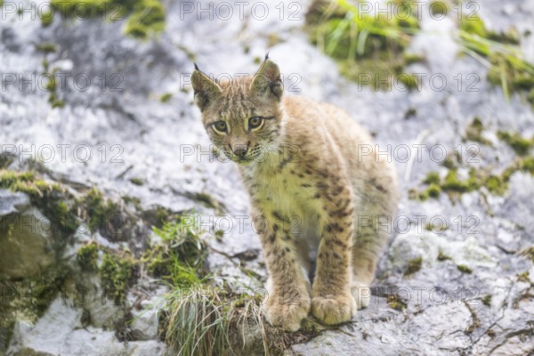 Eurasian lynx (Lynx lynx) youngster climbing on a rock, Bavaria, Germany