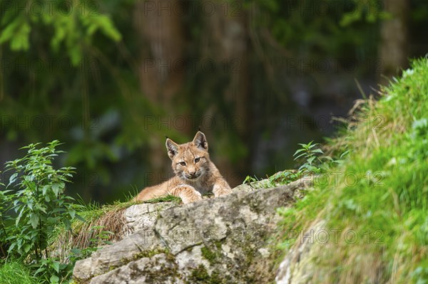 Eurasian lynx (Lynx lynx) youngster on a rock, Austria