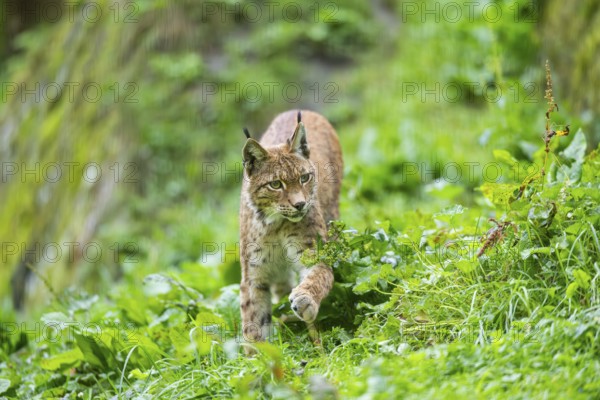 Eurasian lynx (Lynx lynx) on a meadow, Austria