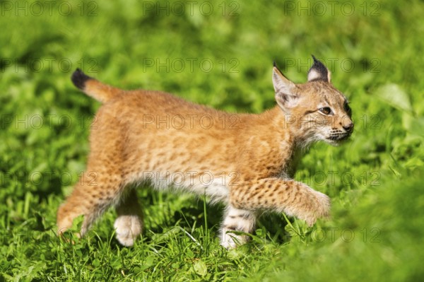 Eurasian lynx (Lynx lynx) youngster on a meadow, Bavaria, Germany