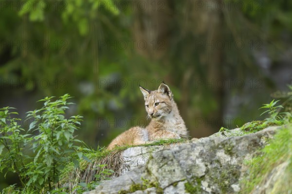 Eurasian lynx (Lynx lynx) youngster on a rock, Bavaria, Germany