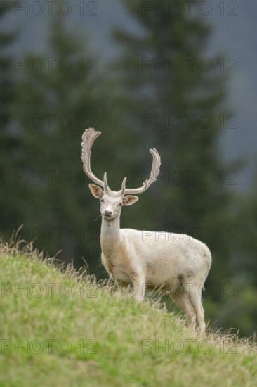 European fallow deer (Dama dama) stag on a meadow, tirol, Kitzbühel, Wildpark Aurach, Austria