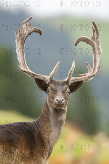 European fallow deer (Dama dama) stag, portrait, tirol, Kitzbühel, Wildpark Aurach, Austria