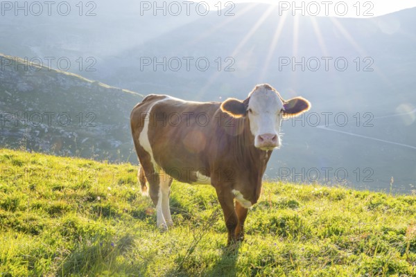 Cattle (Bos taurus) at sunrise in the Mountains at Hochalpenstraße, Pinzgau, Salzburg, Austria