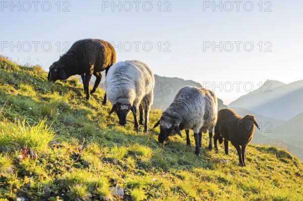 Domestic sheep (Ovis orientalis aries) at sunrise in the Mountains at Hochalpenstraße, Pinzgau, Salzburg, Austria