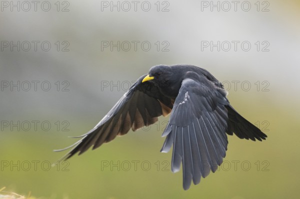Yellow-billed chough (Pyrrhocorax graculus) in the mountains at Hochalpenstraße, Pinzgau, Salzburg, Austria