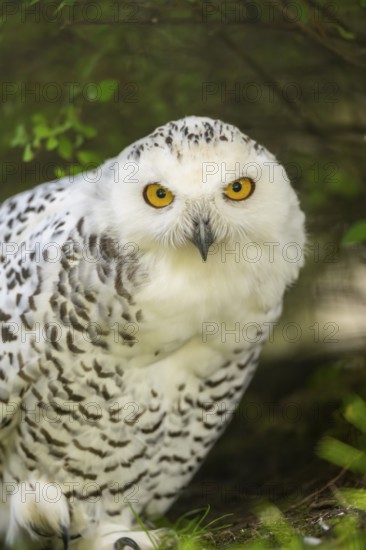 Snowy owl (Bubo scandiacus) sitting on the ground, Bavaria, Germany