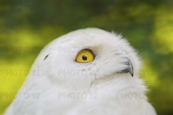 Snowy owl (Bubo scandiacus), portrait, Bavaria, Germany