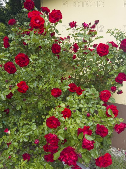 Rose bush, red roses, hybrid rose (Rosa hybrida)