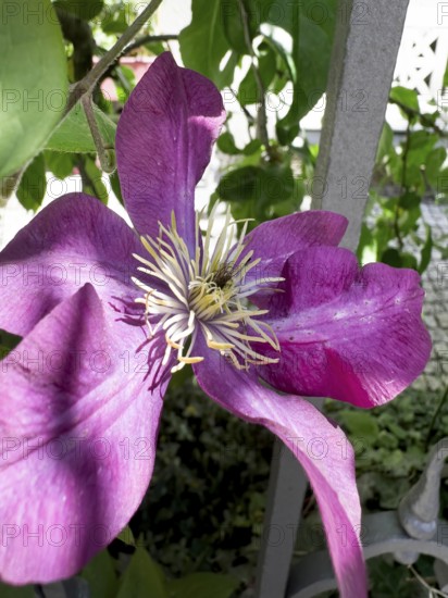Clematis viticella, Blue clematis, Small-flowered clematis (Clematis viticella)