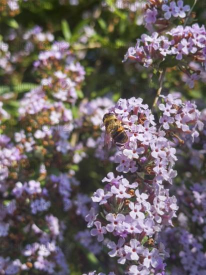 Narrow-leaved summer lilac, narrow-leaved butterfly bush (Buddleja alternifolia), drone sitting on flower