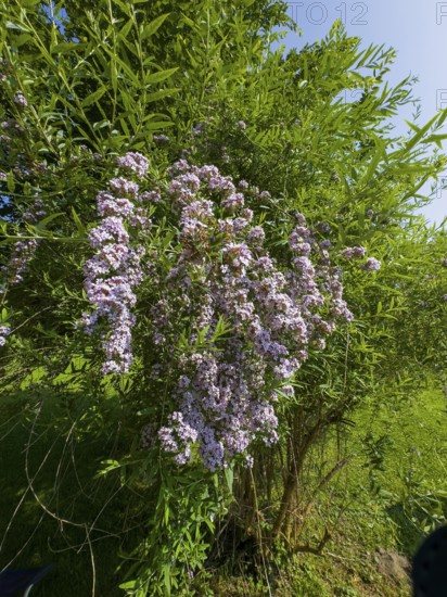 Narrow-leaved summer lilac, narrow-leaved butterfly bush (Buddleja alternifolia)