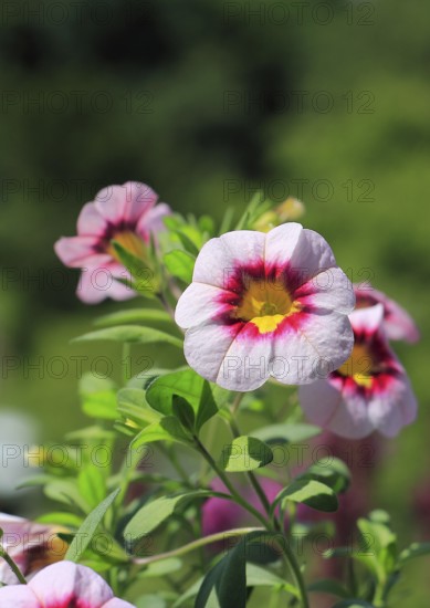 Blooming magic bells (Calibrachoa), in the countryside, North Rhine-Westphalia, Germany
