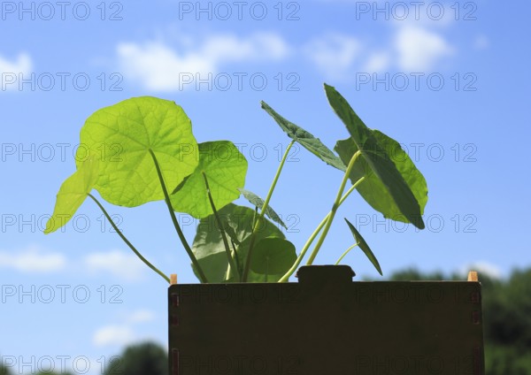 Leaves of nasturtium (Tropaeolum), in front of a blue sky, North Rhine-Westphalia, Germany