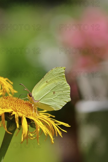 Lemon butterfly (Gonepteryx rhamny) on a yellow flower of a Great Telekie (Telekia speciosa), close-up, Wilnsdorf, North Rhine-Westphalia, Germany