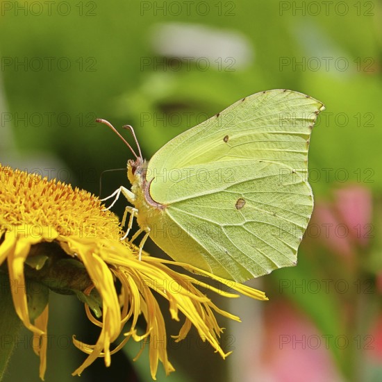 Lemon butterfly (Gonepteryx rhamny) on a yellow flower of a Great Telekie (Telekia speciosa), macro photograph, Wilnsdorf, North Rhine-Westphalia, Germany