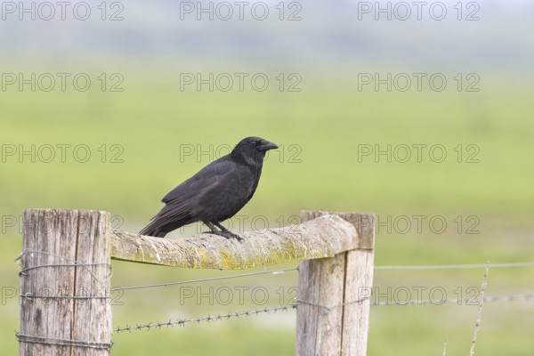Raven crow (Corvus corone), sitting on a pasture gate, Ochsenmoor, Dümmer See, Hüde, Lower Saxony, Germany
