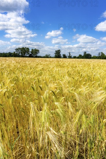 Grain field, in front of harvest, barley, near Bottrop-Kirchhellen, North Rhine-Westphalia, Germany