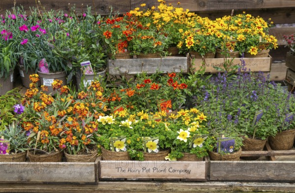 Flowering plants in coir pots by the Hairy Pot Plant Company, Wiltshire, England, UK on sale at a garden centre