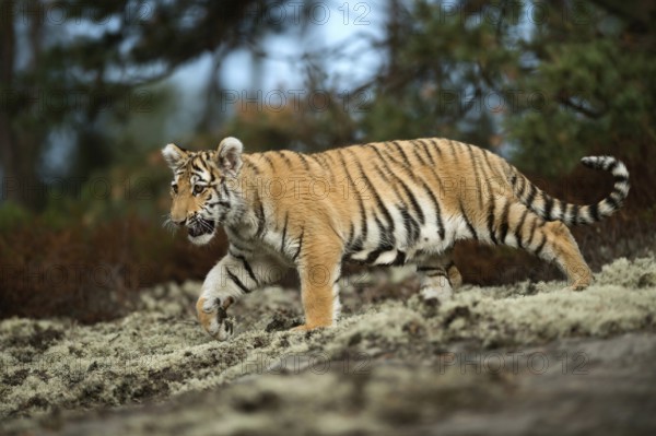 Impressive... Royal Bengal tiger (Panthera tigris tigris) or Indian tiger, still quite young animal, big cat with impressive huge paws and beautiful fur pattern runs across a clearing in the forest