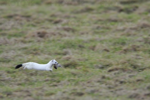 Nimble mouser... Ermine (Mustela erminea) in white winter fur, has caught a mouse, runs, jumps at a fast pace across a meadow, dynamic shot, nimble animal, Lower Rhine, North Rhine-Westphalia, Germany, Western Europe