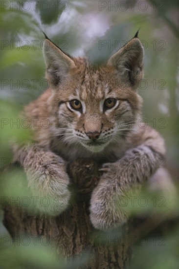 Eye contact... Eurasian lynx (Lynx lynx), playful young, hiding in a tree, looking directly into the camera with a penetrating gaze, funny thick velvety paws, series Tierkinder, Germany, Western Europe