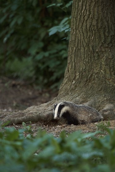 Young badger leaving the badger cove... European badger (Meles meles) in natural environment in the forest, forest edge, nature at the Lower Rhine, North Rhine-Westphalia, Germany, Western Europe