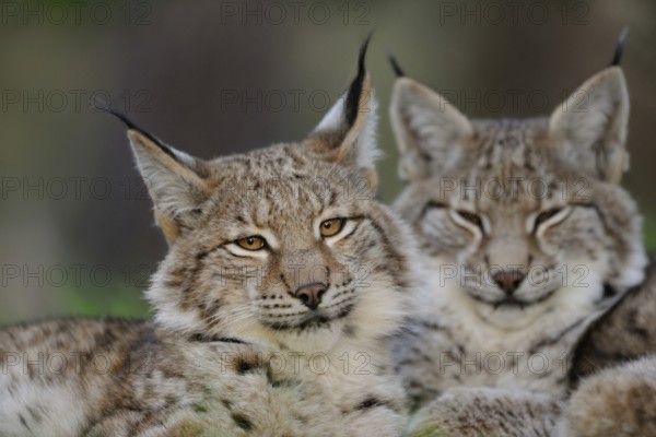 Cat faces... Eurasian lynx (Lynx lynx), two lynxes lying close together, detailed shot of the beautiful animals, head portrait, North Rhine-Westphalia, Germany, Western Europe
