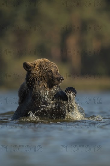 Water-loving... European brown bear (Ursus (genus) arctos), bear bathing in a body of water, enjoying the refreshing water in the lake, straightening up, showing bear paws, Western Europe