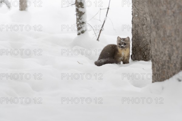 Pine marten (Martes americana) in winter, sitting in the forest between trees in the high snow, USA, Yellowstone, Wyoming, North America, United States of America