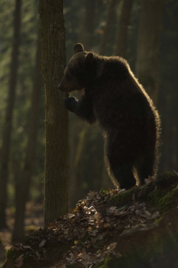 On two legs... European brown bear (Ursus arctos) standing upright on its hind paws, hiding behind a tree, looking, backlit shot in a dark forest, mysterious, almost fairytale-like atmosphere in the picture, atmospheric fringe of light in the fur due to backlighting, Western Europe