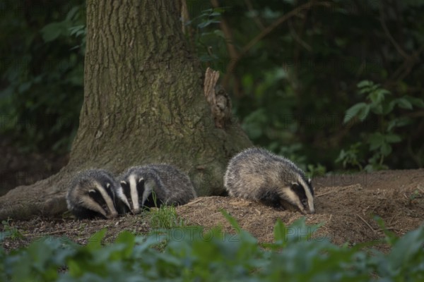 Siblings... European badger (Meles meles), young badgers playing at the edge of their den, the badger burrow, sniffing at the soil freshly ejected from the burrow entrances, badgers are martens and one of the predators in our native forests, nature on the Lower Rhine, North Rhine-Westphalia, Germany, Western Europe