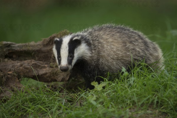 Just like in a picture book... European badger (Meles meles), young badger in the forest, detailed photo of a young animal, native nature, Lower Rhine, North Rhine-Westphalia, Germany, Western Europe