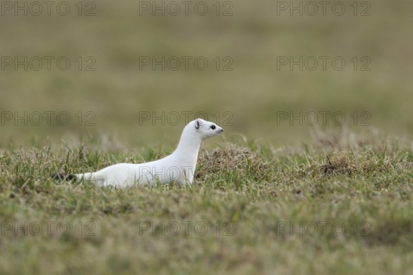 On the hunt... Ermine (Mustela erminea) in white winter fur on a pasture, meadow while hunting, native wildlife, nature, Sauerland, North Rhine-Westphalia, Germany