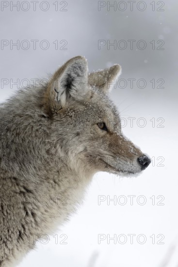 Silent observer... Coyote (Canis latrans) in winter during heavy snowfall, detailed close-up, head portrait of a wild coyote, has snow in its fur and snowflakes on its nose, coyotes are very robust and hardy animals, Yellowstone, Wyoming, North America, United States of America
