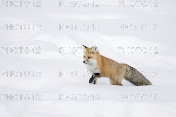 Fox, red fox (Vulpes vulpes) in winter, running through deep snow, searching his way through high snow, Yellowstone, Montana, North America, United States of America