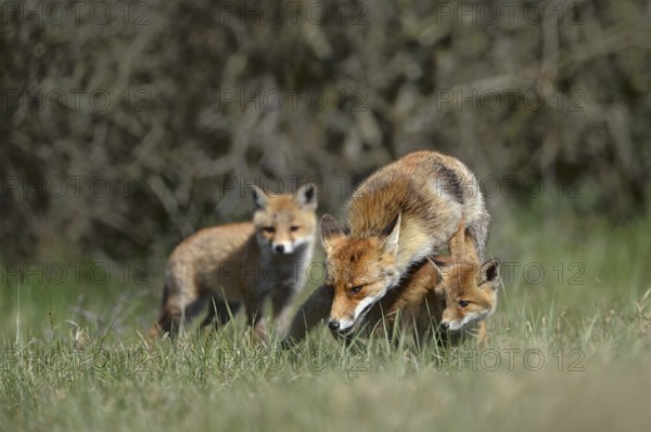 Fox family... Red fox (Vulpes vulpes), fox fawn, fawn with offspring, two young foxes, female fox with two cubs in a meadow at the edge of a bush, North Rhine-Westphalia, Germany, Western Europe