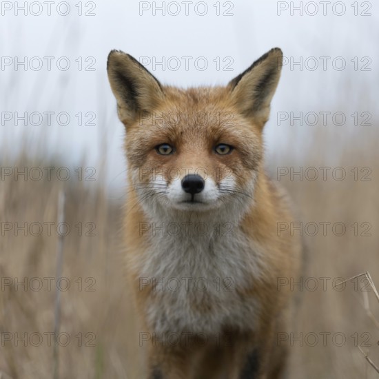 Red fox (Vulpes vulpes) running on a fox pass through high, dry reed grass, low shot perspective, mouse perspective, frontal shot, close-up, curious look, funny, native wildlife, Europe, Netherlands, Western Europe