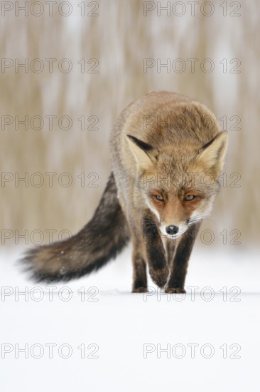 Sly... Red fox (Vulpes vulpes) running across a patch of ice directly towards the camera, frontal shot, typical view, Western Europe