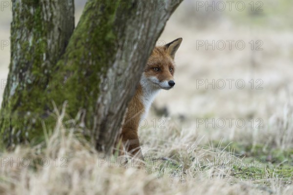 Red fox (Vulpes vulpes) sitting in the grass hidden behind a tree, watching something, cautious but attentive, funny native wildlife, wildlife, Europe, North Rhine-Westphalia, Germany