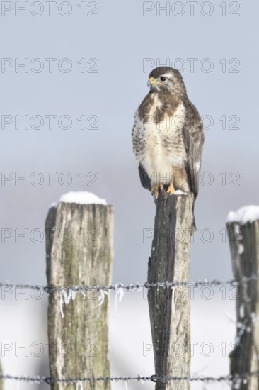 In snow and frost... Buzzard (Buteo buteo) perched on a fence post in the snow on a cold winter's day, typical sight on the Lower Rhine, wildlife, Rhineland, North Rhine-Westphalia, Germany, Western Europe