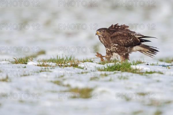 Travelling on foot... Buzzard (Buteo buteo) in winter, Buzzard, bird of prey walking at a brisk pace across a snow-covered meadow, Lower Rhine, North Rhine-Westphalia, Germany, Western Europe