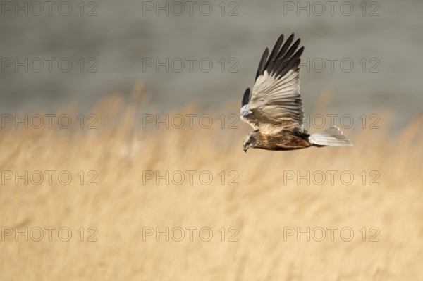 In typical foraging flight... Marsh harrier (Circus aeruginosus) flies hunting over golden reeds, reeds, native, in places common, rather unknown bird of prey, migratory bird, breeds mainly in Northern Germany and Eastern Germany, North Holland, Netherlands, Western Europe