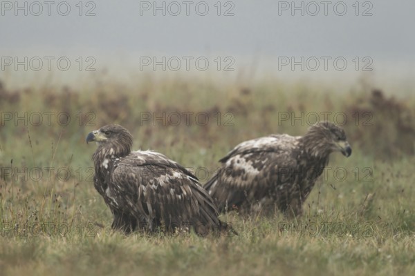 Meeting of the young... White-tailed eagle (Haliaeetus albicilla), two young, immature, not yet sexually mature eagles perching in a meadow early in the morning, natural environment, Poland, Eastern Europe