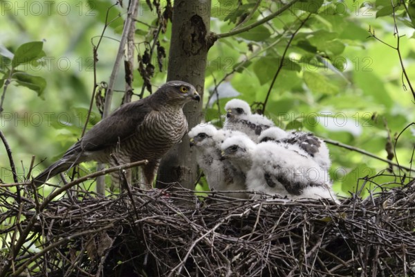 Female with young birds... Sparrowhawk (Accipiter nisus) on the nest, bird of prey eyrie, nestlings, chicks expect feeding by the adult bird, Lower Rhine, North Rhine-Westphalia, Germany, Western Europe
