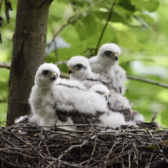 Young birds... Sparrowhawk (Accipiter nisus), young birds of prey in their nest, not yet fledged nestlings, white down feathers, waiting for feeding, are in moult, Lower Rhine, North Rhine-Westphalia, Germany, Western Europe